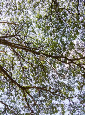 Modern elektrik lambası büyük ağacın dalında asılı. Parti zamanı süslemek için..