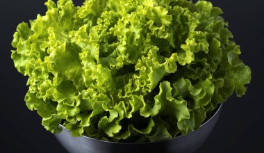 Taze ve kıvırcık yeşil letucce