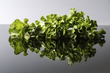 Taze ve kıvırcık yeşil letucce