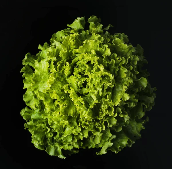 Alface verde fresca e encaracolada — Fotografia de Stock