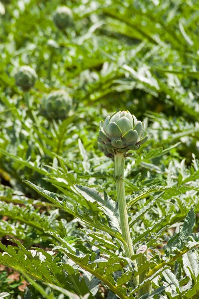 Karczoch Cynara Scolymus Uprawy Pełnym Słońcu — Zdjęcie stockowe