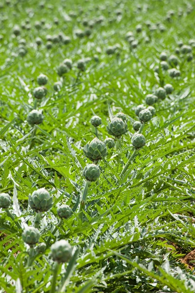 Artichoke Cynara Scolymus Cultivation Full Sun — Stock Photo, Image