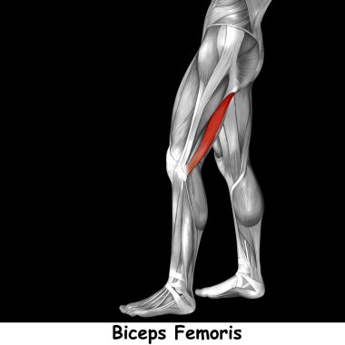  insan üst bacaklar anatomisi 