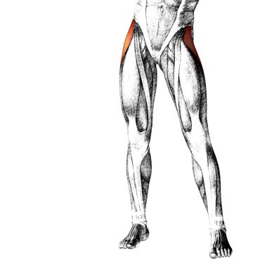 insan üst bacaklar anatomisi 