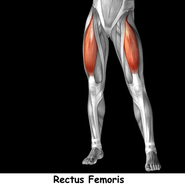 Anatomia delle gambe superiori umane — Foto Stock
