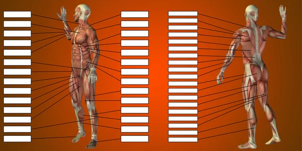 Anatomía del hombre y los músculos cajas de texto — Foto de Stock