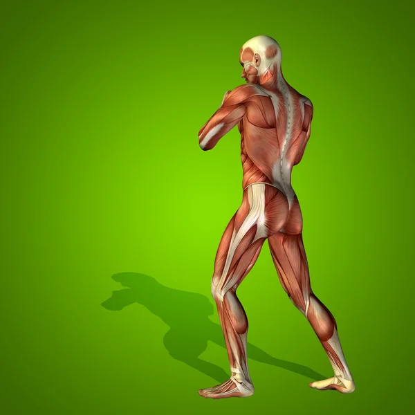 Silných lidské tělo se svaly — Stock fotografie