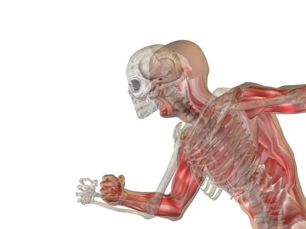 Koncepcyjne anatomia z kości — Zdjęcie stockowe