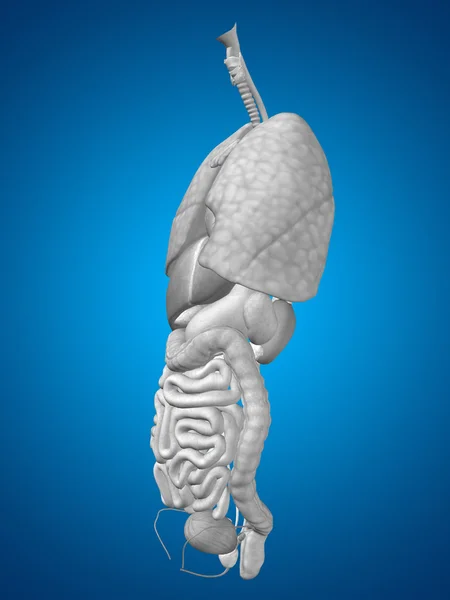 Órgãos internos do tórax abdominal — Fotografia de Stock