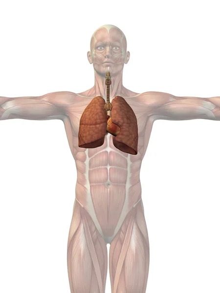 Sistema espiratorio umano anatomico — Foto Stock