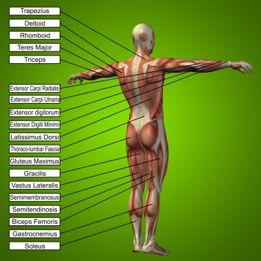 Anatomi için kaslı adam