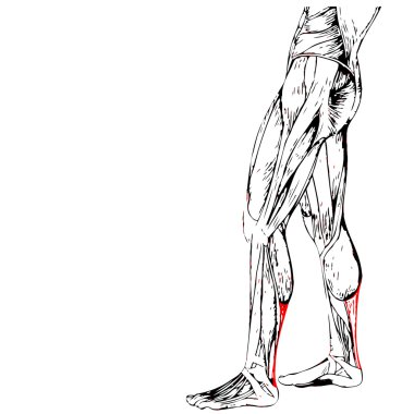 insan alt bacaklar anatomisi