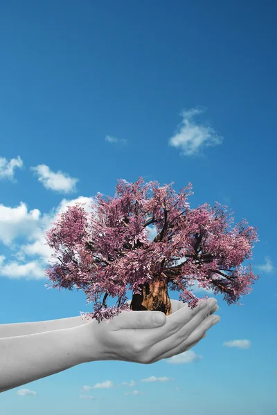 Manos sosteniendo un árbol de primavera rosa — Foto de Stock