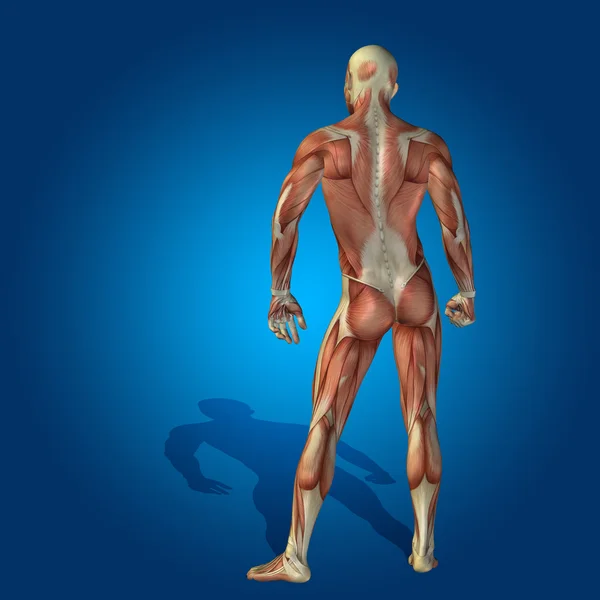 Anatomie Körper mit Muskeln — Stockfoto