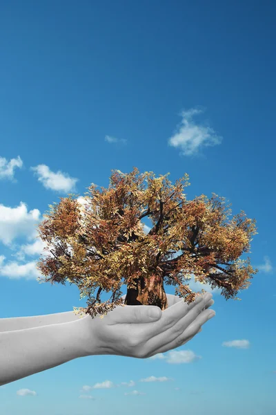 Manos de mujer sosteniendo un árbol — Foto de Stock
