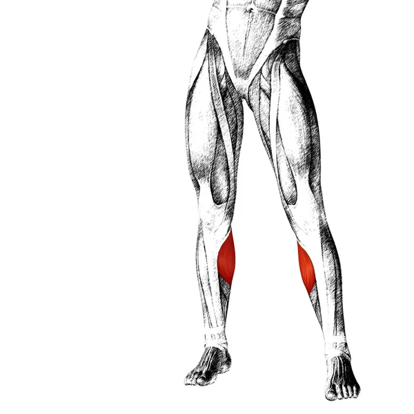 Anatomia człowieka dolnej nogi — Zdjęcie stockowe