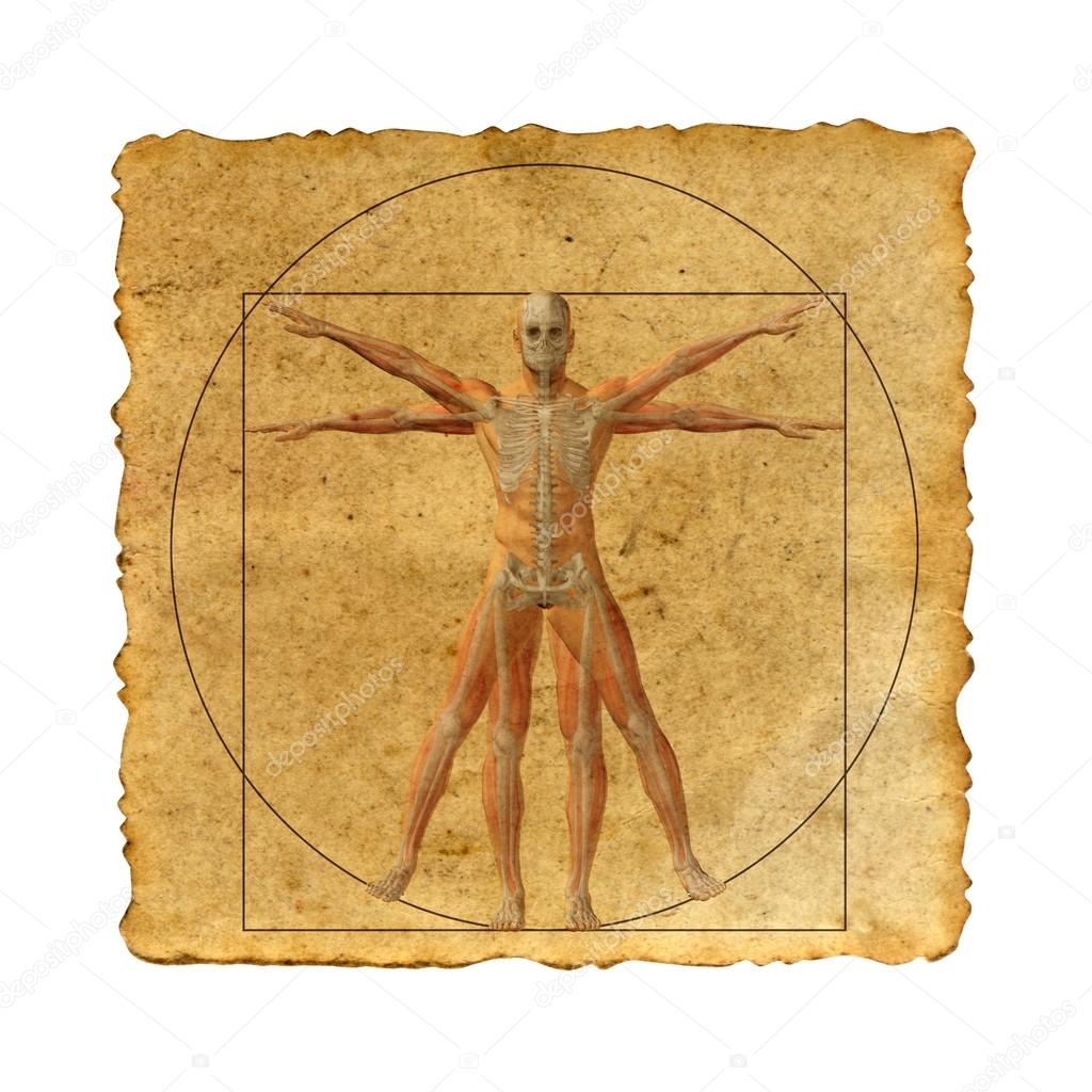 vitruvian human body 