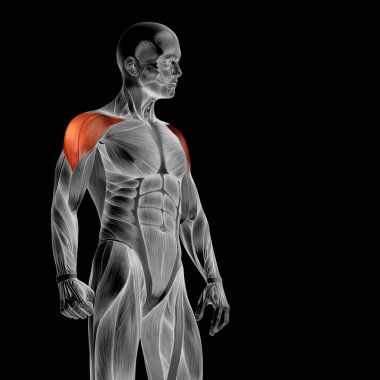 insan göğüs anatomisi 