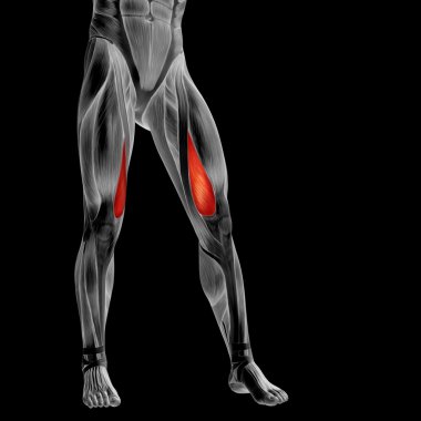 insan üst bacaklar anatomisi 