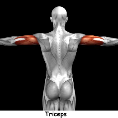 Triceps insan anatomisi 