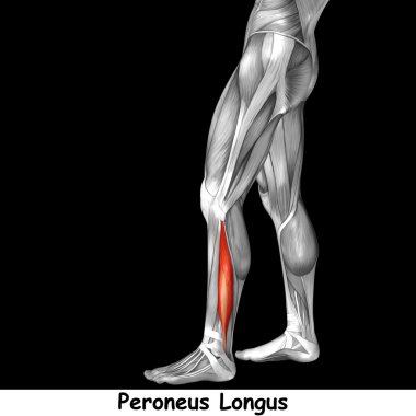 insan alt bacaklar anatomisi 