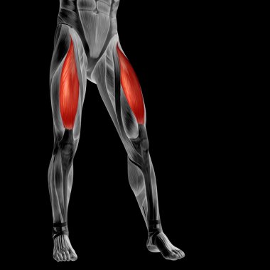 insan üst bacaklar anatomisi 