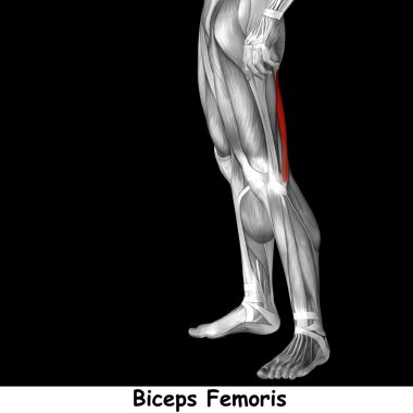  insan üst bacaklar anatomisi 
