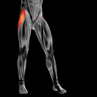 insan üst bacaklar anatomisi 