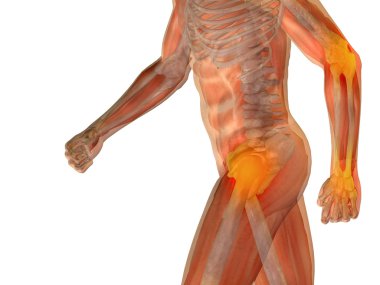 insan anatomisi 