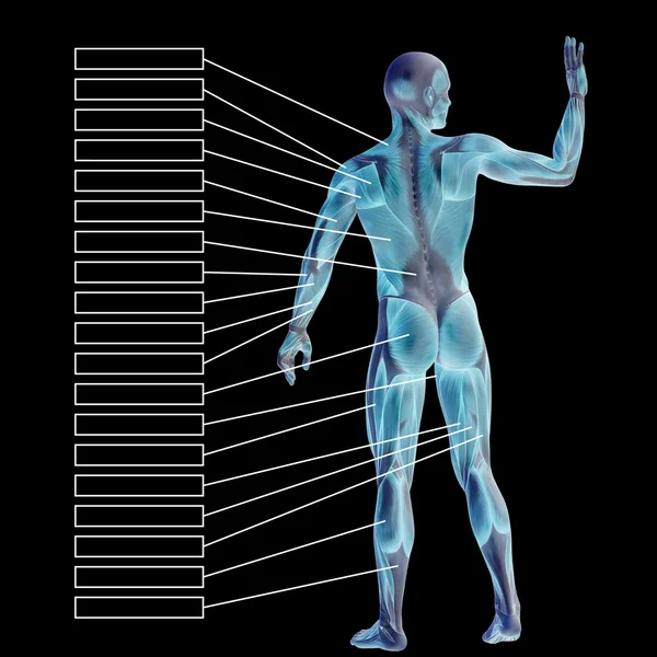 Man met spieren voor anatomie — Stockfoto