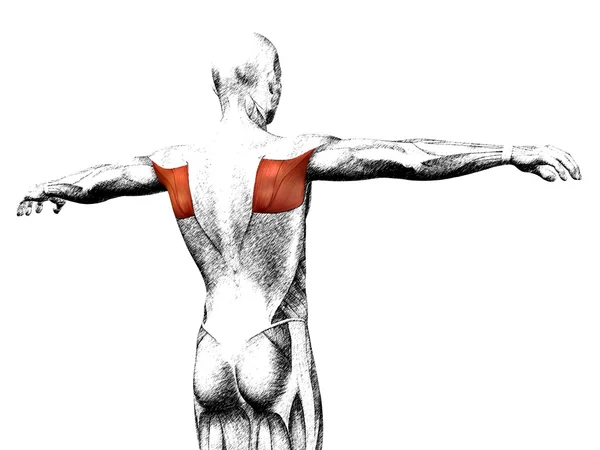 Människans rygg anatomi — Stockfoto