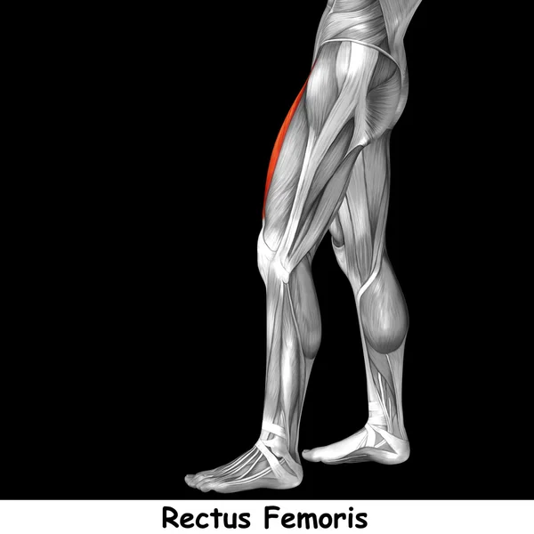 Anatomia humana das pernas superiores — Fotografia de Stock