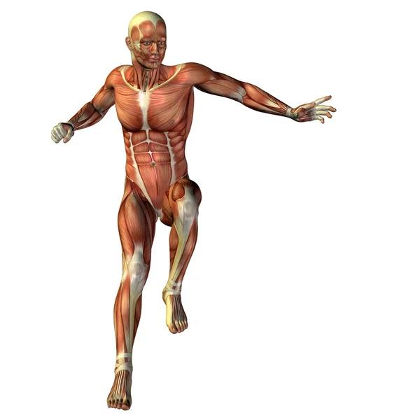 Человек с мышцами для анатомии — стоковое фото