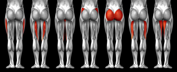 анатомия верхних ног человека
 