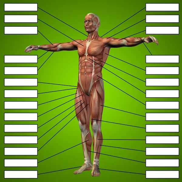 Anatomi için kaslı adam