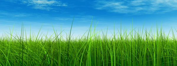 Свежая и естественная трава — стоковое фото