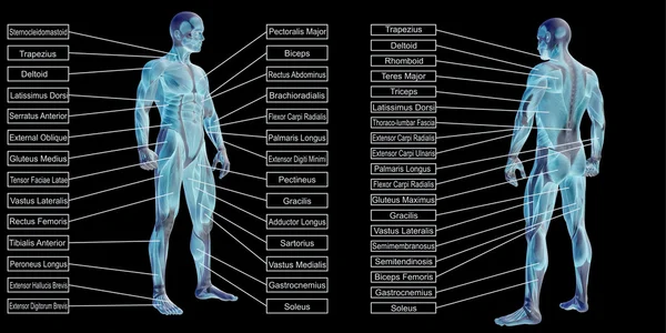adam anatomisi ve kasları metin kutuları 