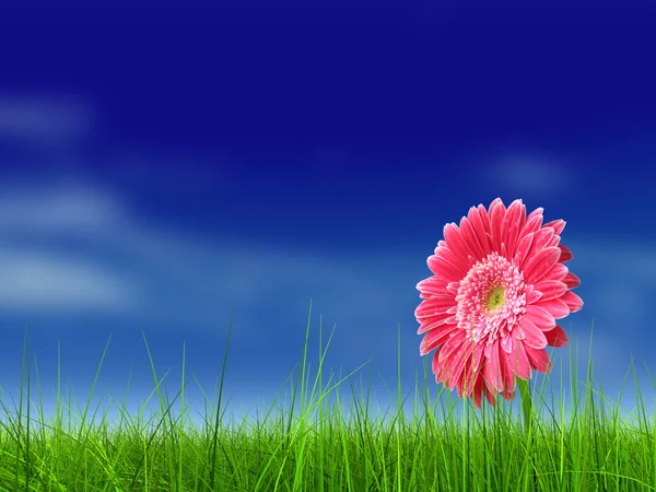 Spring grass field and a flower — Stock Photo, Image