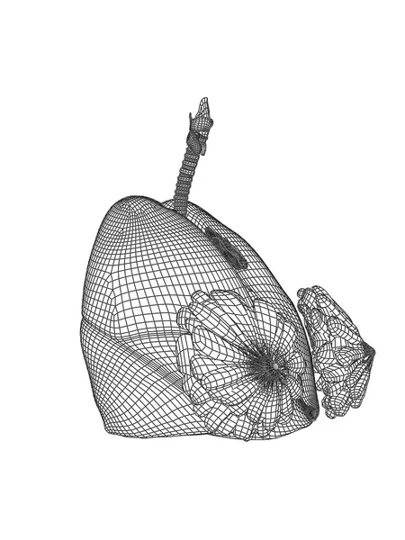 Mesh respiratory system — Stock Photo, Image