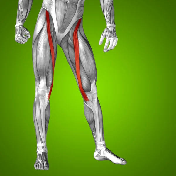 人类的大腿解剖 — 图库照片