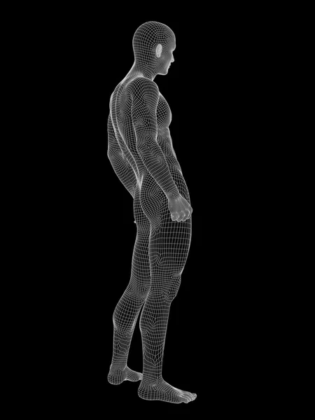 Mänskliga manliga anatomin gjort — Stockfoto