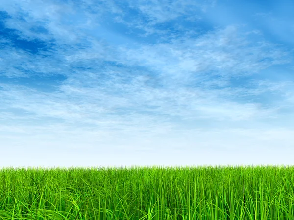  Taze ve doğal çim sahası 