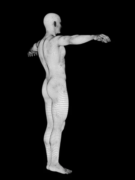 人类男性解剖 — 图库照片