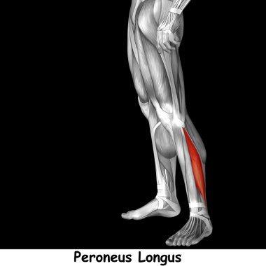 insan alt bacaklar anatomisi 