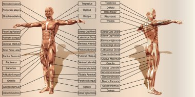 adam anatomisi ve kasları metin kutuları 