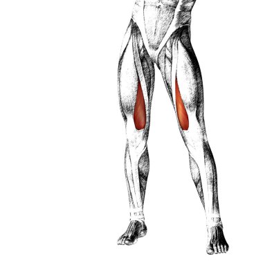 insan üst bacaklar anatomisi 