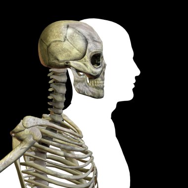  kemikler ile kavramsal anatomisi