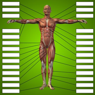 man with muscles for anatomy clipart