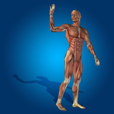 Anatomi vücut kasları ile