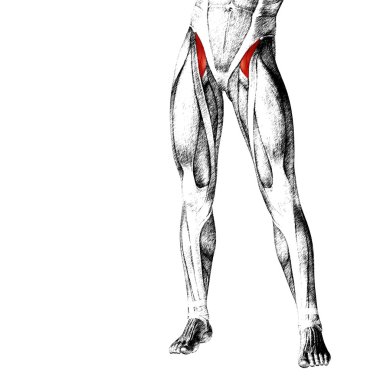 insan üst bacaklar anatomisi 